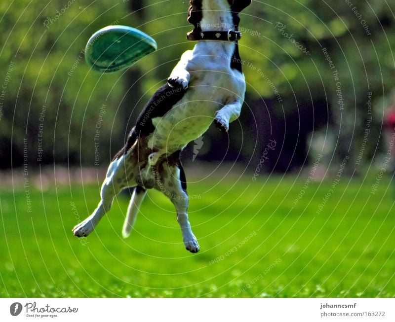 in addition Dog Frisbee Park Garden Grass Jump Meadow Dynamics Beautiful weather Leisure and hobbies Green Neckband Power Force Animal Paw Tails Mammal Spring