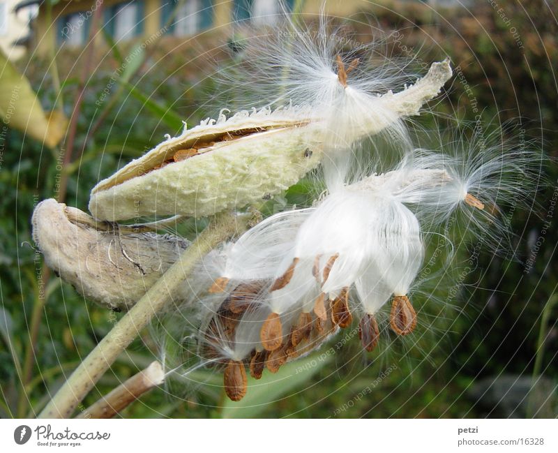 Ready for departure Autumn Strelitzia Burst seed pods Seed
