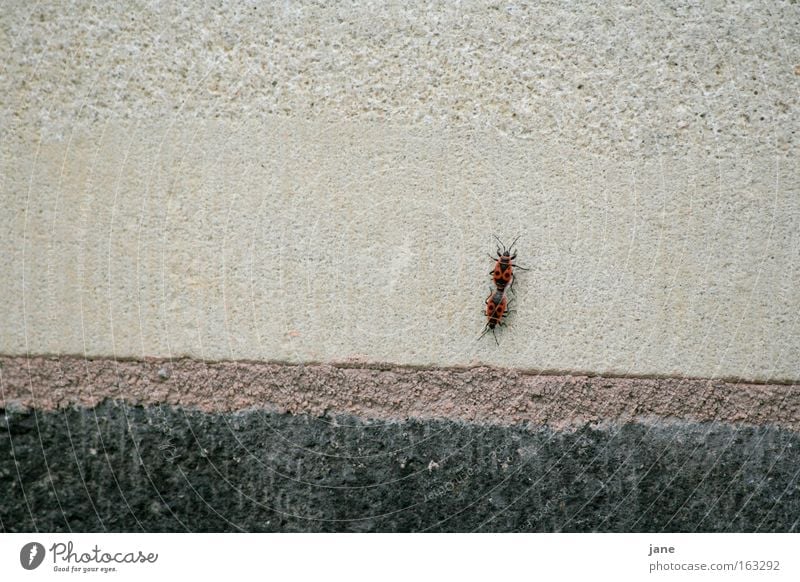 Wall love Firebug Bug Beetle Fire-colored beetle Black-red Accessible Propagation Nymph Hemipteron cobbler beetle copulate
