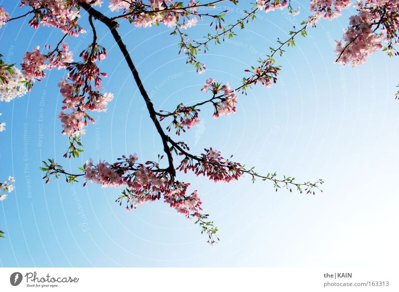 [Harusaki] The cherry tree's in full bloom. Sky Blossom Cherry Cherry tree Branch Blue Pink Sun Fruit trees Spring Cherry blossom