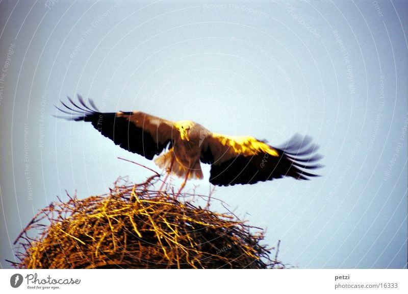 Stork approaching Nest Beak Nest-building Black White Sun Light twigs extended wings Wing Feather Twig Gold