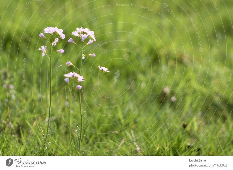 Family outing to the countryside Flower Meadow Green Pink Delicate Spring Fresh Beautiful weather Summer Blossom Grass Ladys smock Plant Nature Blur