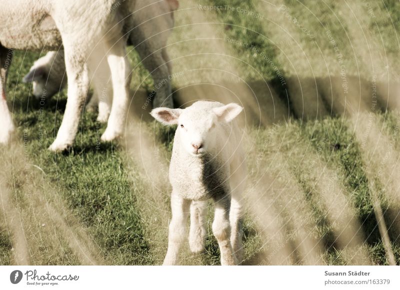 late Easter lamb Lamb Sheep Grumble Goats Meadow To feed Looking Stupid Small Herd Dike North Sea North Sea coast Ocean Spring Wool Agnus Dei Wait Soft Mammal