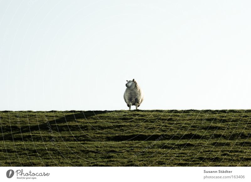 dike sheep Lamb Sheep Grumble Goats Meadow To feed Looking Herd Dike North Sea North Sea coast Ocean Spring Wool Agnus Dei Wait Soft To enjoy Sweater Knit Buck