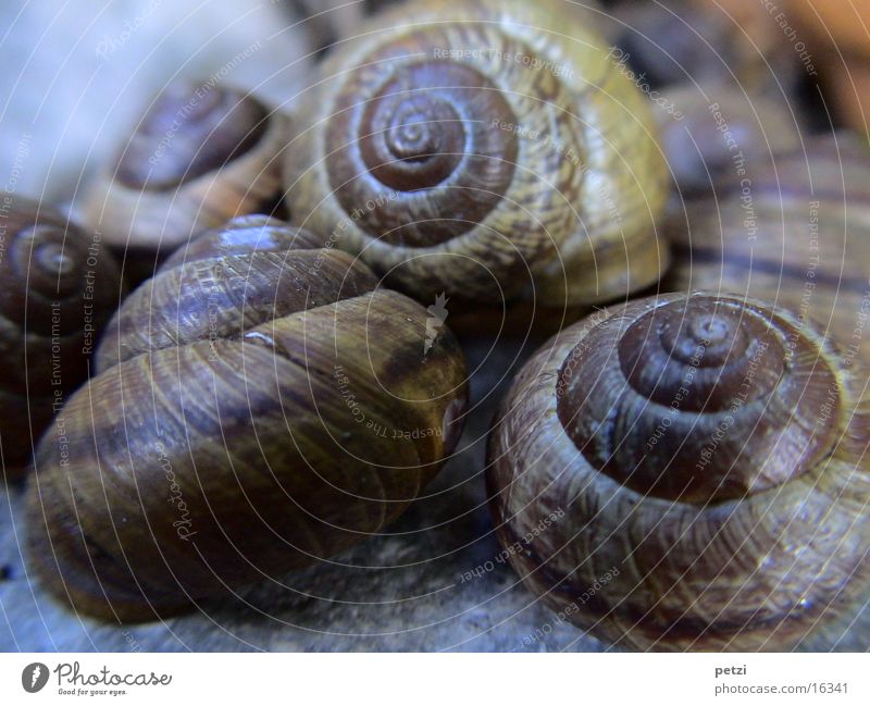 Houses-Snails Multiple Rotated Spiral Brown pub Hut Many Stone Furrow Macro (Extreme close-up) Blur