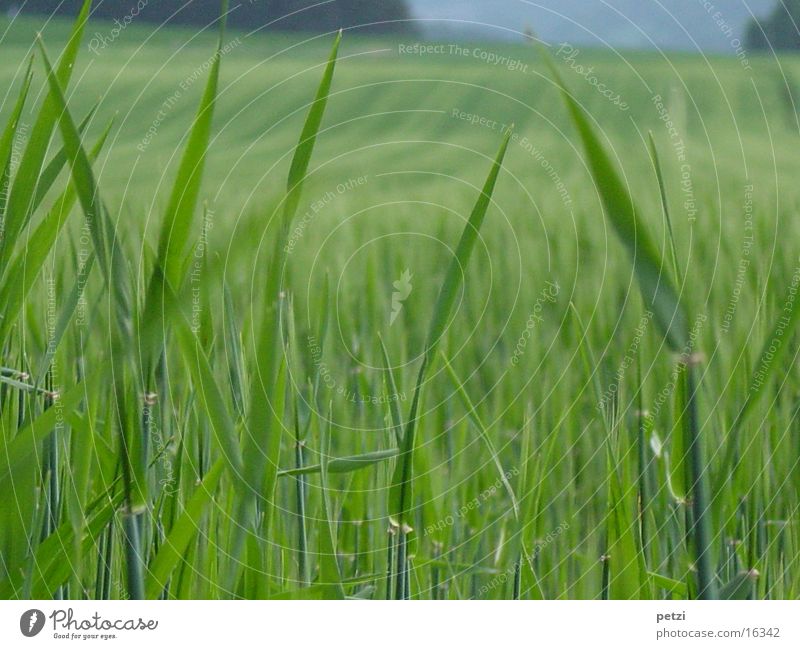 Grain field in spring Spring Field Blade of grass Green Immature Blur