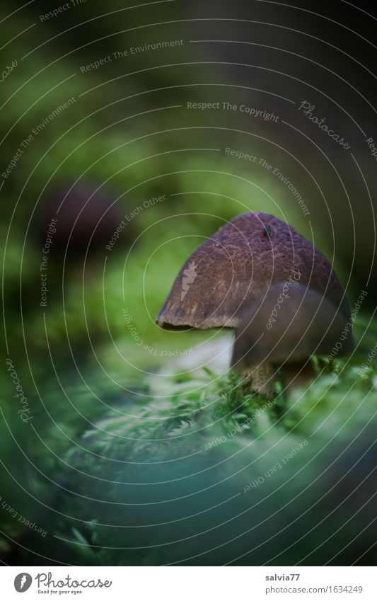 Mushroom season is open Environment Nature Plant Earth Summer Autumn Moss Forest Brown Green Mushroom cap Woodground Sprout Colour photo Subdued colour