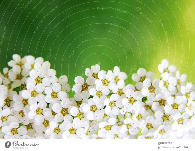 Sea of Flowers Blossom White Border Direct Botany Plant Spring Background picture Decoration Green Yellow Pastel tone Mother's Day