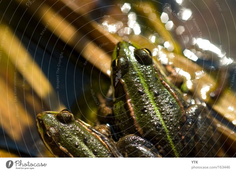 Quarrel? Relaxation Sun Friendship Nature Animal Spring Pond Wild animal Frog 2 Pair of animals Glittering Together Anger Aggravation Opinion Green Looking away