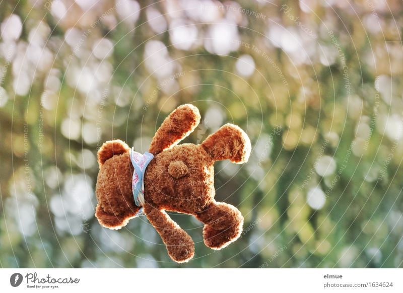 Teddy Per as a whirlwind Playing Vacation & Travel Nature Park Teddy bear Cuddly toy Airplane Gravity Movement Flying Jump Above Athletic Joy Happiness