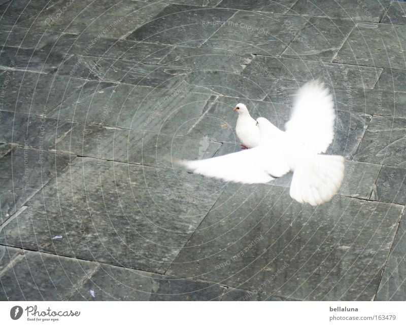 I'm flying at you! Bird Pigeon Love White Peace Innocent Cobblestones Paving stone Sidewalk Colour photo Exterior shot Morning Day Contrast Copy Space left