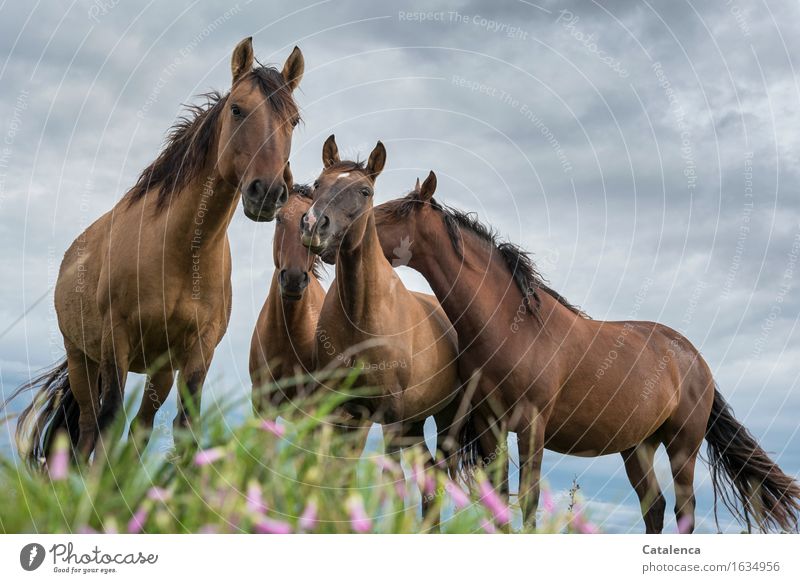 Curiosity, horses from the perspective of a frog Nature Plant Animal Storm clouds Bad weather Grass colourful flowers Meadow Steppe Pet Farm animal Horse 4