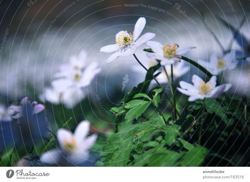 wood anemone Colour photo Exterior shot Close-up Deserted Day Shallow depth of field Worm's-eye view Environment Nature Landscape Plant Spring Beautiful weather