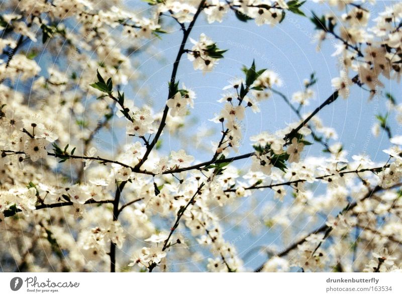 flower net Colour photo Exterior shot Day Light Sunlight Worm's-eye view Nature Landscape Air Sky Cloudless sky Spring Beautiful weather Plant Tree Blossom