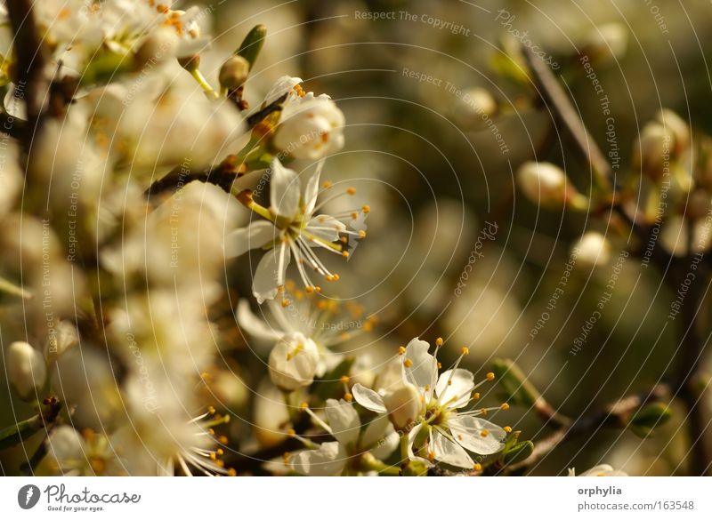 Blackthorn Blossom Colour photo Macro (Extreme close-up) Deserted Day Shallow depth of field Central perspective Nature Plant Spring Tree Bushes
