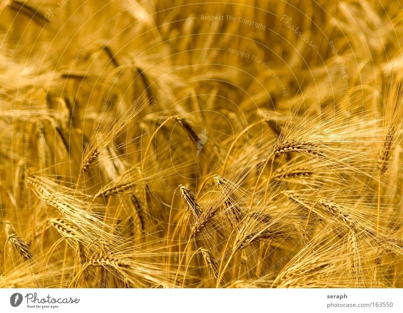 Golden Fields Grassland meadow Hayfield countryside farm Agriculture Wheat Cereal grain acre Sunlight Environment Ecological Environmental protection ecology