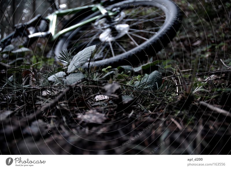 wheel camber Colour photo Exterior shot Deserted Copy Space bottom Evening Shadow Shallow depth of field Worm's-eye view Nature Plant Means of transport