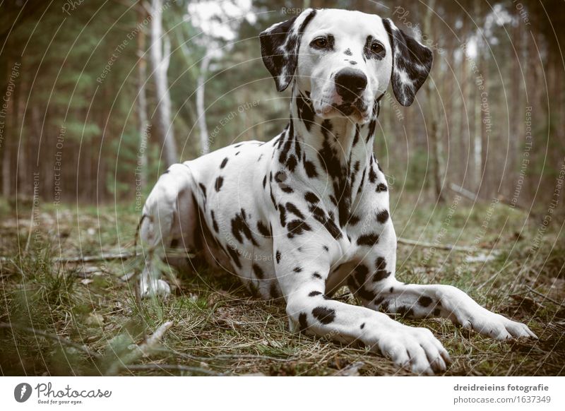 Dalmatian sits in the forest Environment Nature Earth Spring Summer Autumn Forest Animal Dog Sit Wait Esthetic Cool (slang) Elegant Friendliness Uniqueness