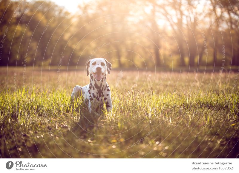 Dalmatian in summer at sunset Environment Nature Landscape Earth Sun Sunrise Sunset Sunlight Spring Summer Beautiful weather Animal Dog Sit Wait Exceptional