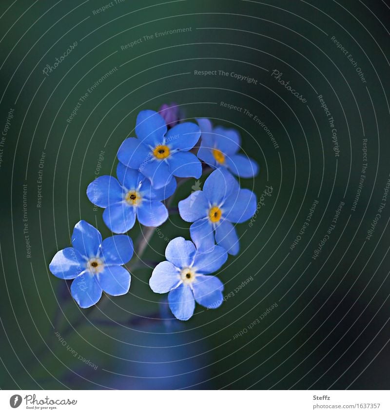 forget-me-not Forget-me-not forget-me-not flower Domestic blue blossoms blue flowers discreet blossoms subtle flowers native wild plants indigenous plants