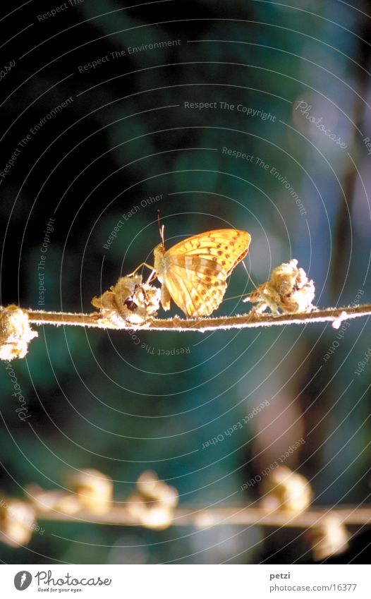 butterfly Rope Legs Blossom Butterfly Wing Bright Feeler Colour photo Exterior shot Detail Copy Space top Copy Space bottom Blur Central perspective