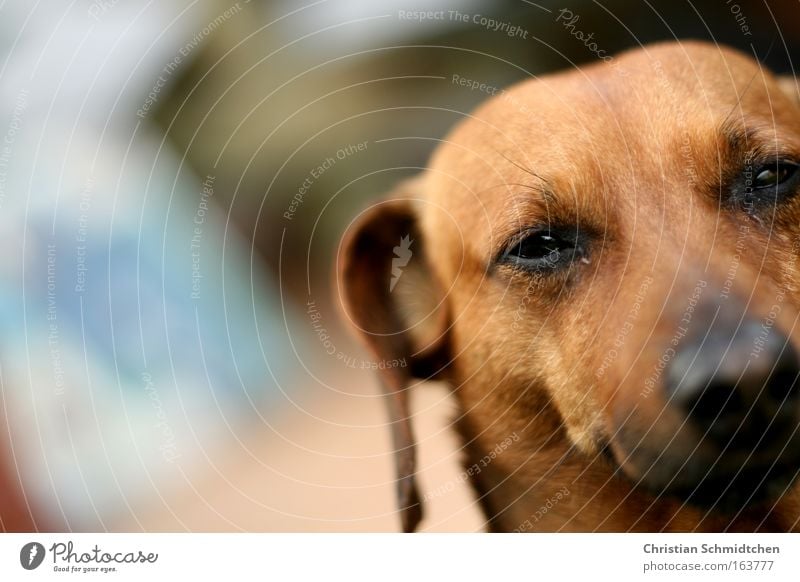Brutus Colour photo Exterior shot Close-up Day Shallow depth of field Animal portrait Looking into the camera Pet Dog Animal face 1 Esthetic Threat Happiness
