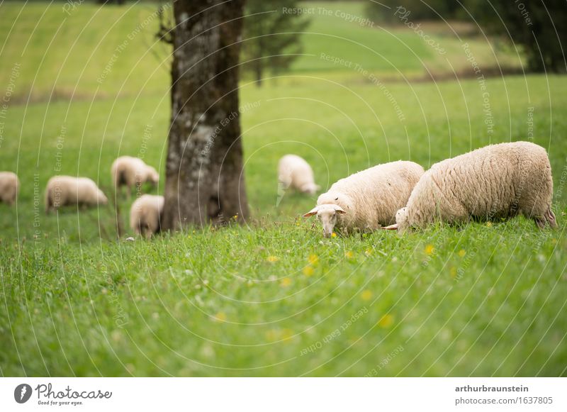 Flock of sheep in the open countryside Food Meat Nutrition Healthy Healthy Eating Leisure and hobbies Keeping of animals Vacation & Travel Tourism Summer