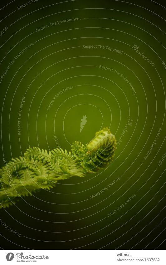 Fern unfolds in the spring Spring Growth Green Deploy roll up Nature Plant Wild plant Pteridopsida coiled naturally Love of nature Colour photo Exterior shot