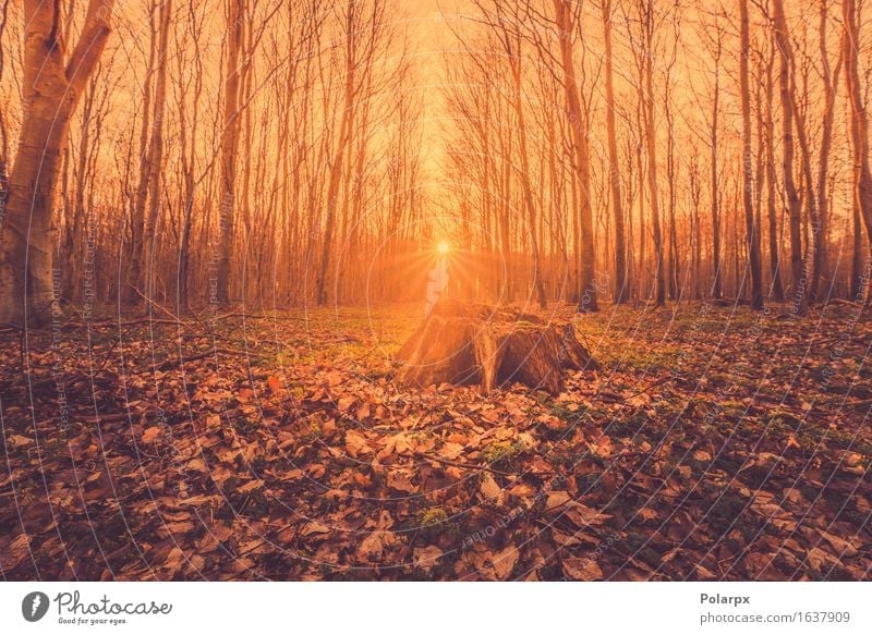 Fairytale sunrise in a forest with a tree stump Beautiful Summer Sun Environment Nature Landscape Autumn Fog Tree Leaf Park Forest Street Bright Green Clearing