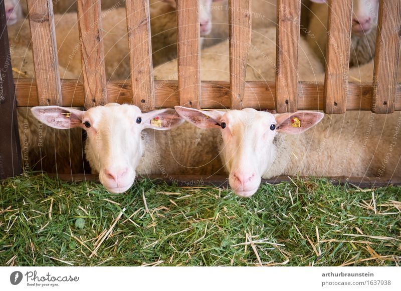 Sheep in the barn Plant Grass Fence Animal Farm animal Flock Sheep shed Feta cheese 2 Herd Wood Observe Looking Wait Happy Natural Green Contentment