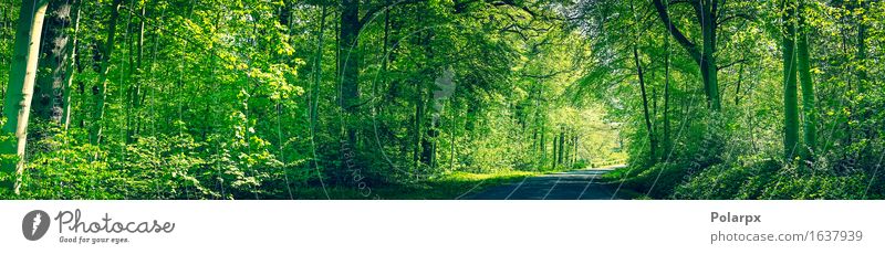 Forest in green colors with a road in the spring Summer Sun Environment Nature Landscape Plant Spring Tree Leaf Park Street Bright Natural Wild Green Serene