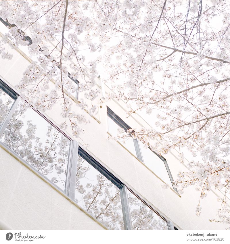 sakura #8 Colour photo Day Light High-key Upward Air Tree Flower tokyo Japan Asia Building Serene