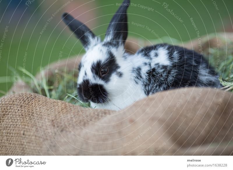 chill at the WE Easter Grass Straw Hay Meadow Animal Pet Animal face Pelt Pygmy rabbit Hare ears Rodent mammals 1 Baby animal jute bag Relaxation To enjoy Wait