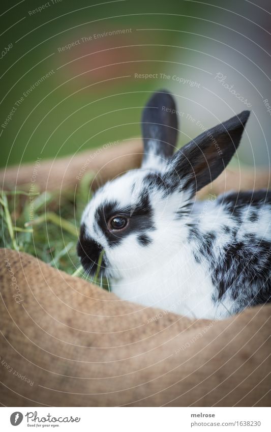 the 3rd in the league Easter Garden Meadow Animal Pet Animal face Pelt Pygmy rabbit hare spoon long-eared mammals Rodent 1 Baby animal Straw Hay jute bag
