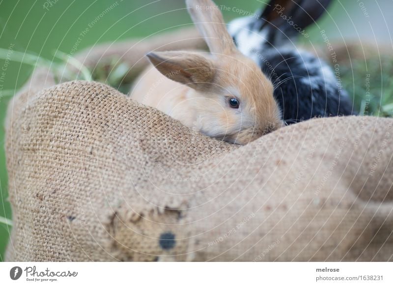 together in the HEUbed Easter Grass Hay Straw Meadow Animal Pet Animal face Pelt Hare ears Snout Pygmy rabbit mammals Rodent 2 Pair of animals Baby animal
