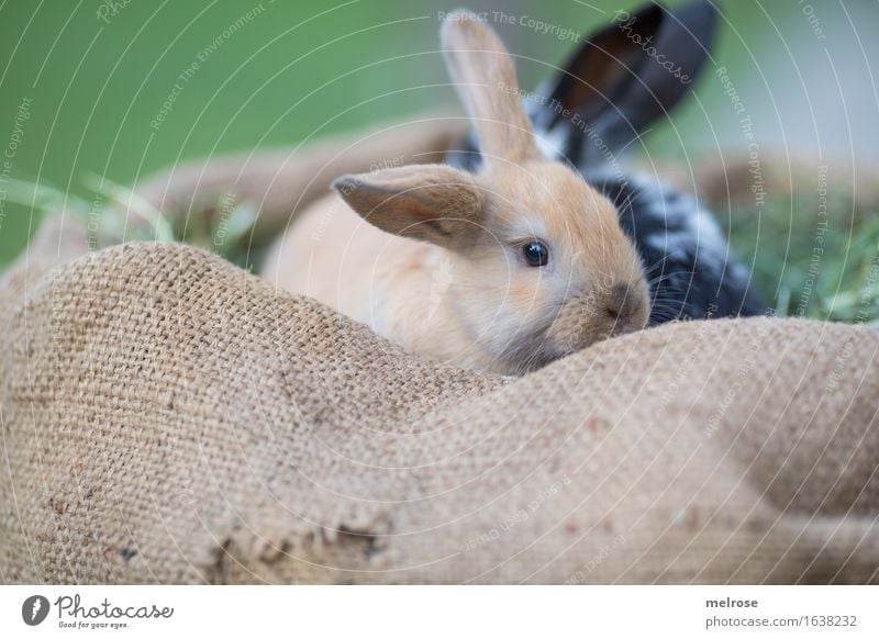 Hide and seek ... Easter hay bed Straw Meadow Animal Pet Animal face Pelt Pygmy rabbit Rodent mammals Hare ears Snout 2 Pair of animals Baby animal jute bag