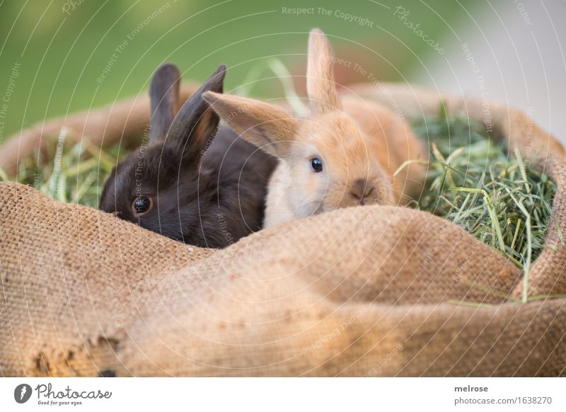 cuddling time ... Easter Grass Hay Straw Meadow Animal Pet Animal face Pelt Hare ears Pygmy rabbit Mammal hare spoon Brothers and sisters 2 Pair of animals