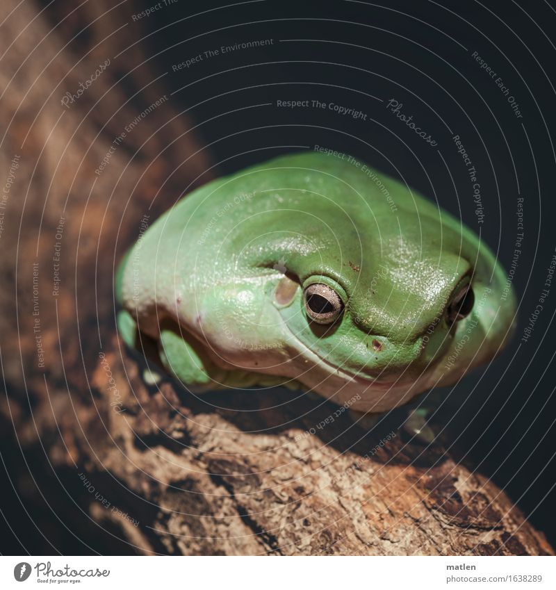 the candidate Tree Animal Frog 1 Sit Friendliness Brown Green Smiling Overweight Inflated broadmouthed Colour photo Subdued colour Exterior shot Deserted