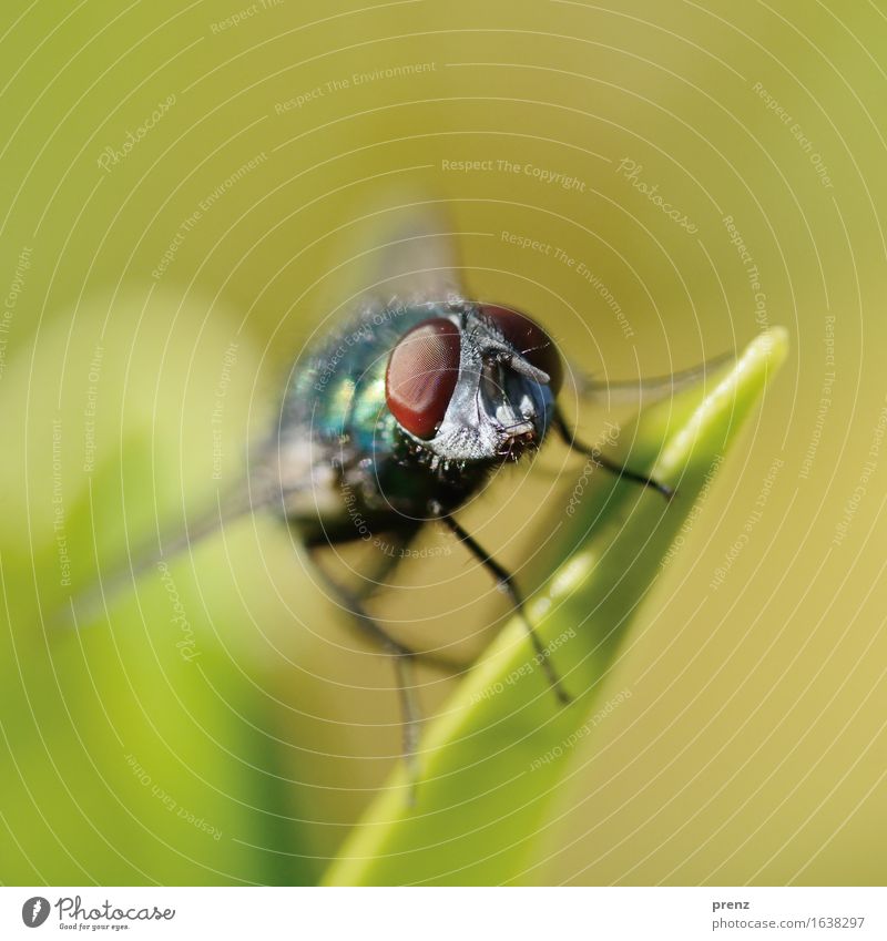 instant Environment Nature Animal Beautiful weather Wild animal Fly 1 Sit Green Insect Compound eye Colour photo Exterior shot Close-up Macro (Extreme close-up)