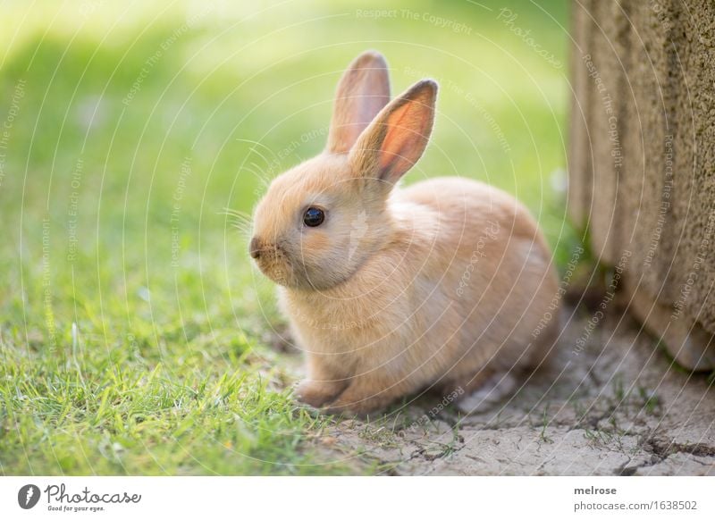 pretty ... Easter Grass Garden Animal Pet Animal face Pelt Paw cottontails Hare ears Snout Rodent Mammal 1 Baby animal stone slab Sweet guy Relaxation Sit