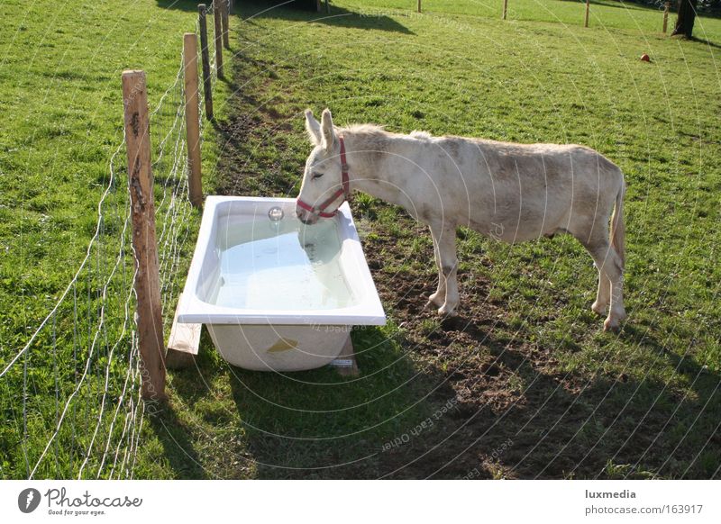 A bathtub full of thirst Colour photo Exterior shot Day Sunlight Animal portrait Downward Nature Summer Meadow Field Swimming pool Pet Farm animal Horse 1