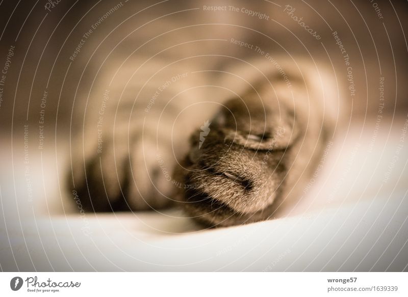 mouser Animal Pet Cat Claw Paw 1 Brown Gray White Domestic cat Detail Close-up Colour photo Subdued colour Interior shot Deserted Copy Space right