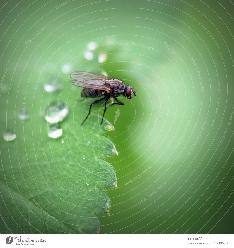 rain break Nature Plant Animal Drops of water Rain Leaf Foliage plant Dead animal Fly Wing 1 Crawl Sit Wait Green Uniqueness Life Ease Center point