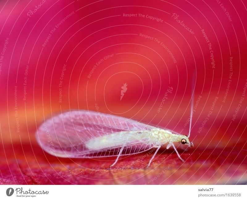 filigree Nature Animal Autumn Leaf Wild animal Fly Wing Common green lacewing Insect Feeler Esthetic Thin Small Orange Red Design Colour Ease Useful Fine
