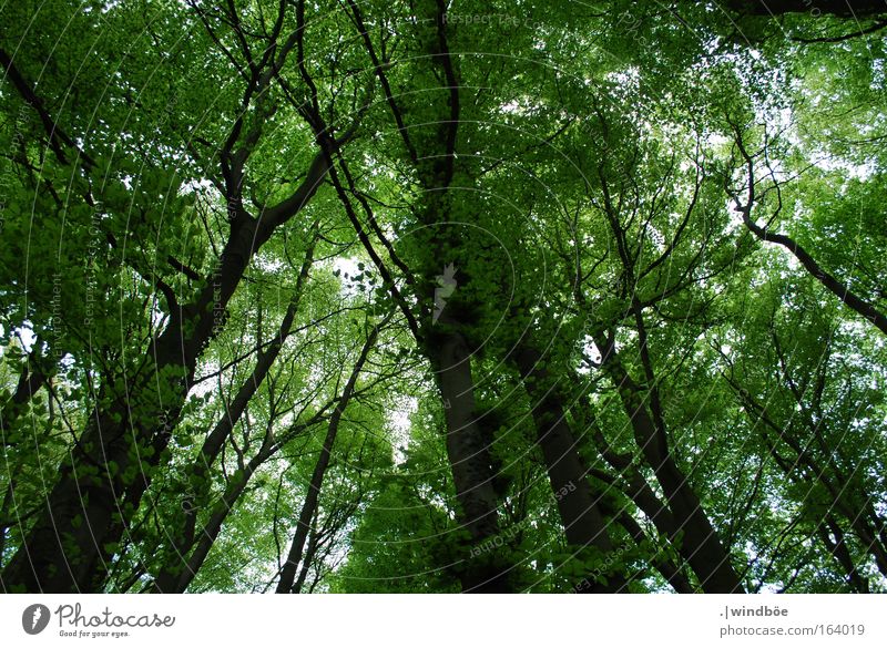 green sky Colour photo Exterior shot Day Sunlight Worm's-eye view Trip Mountain Hiking Nature Landscape Air Sky Spring Beautiful weather Tree Forest Climate