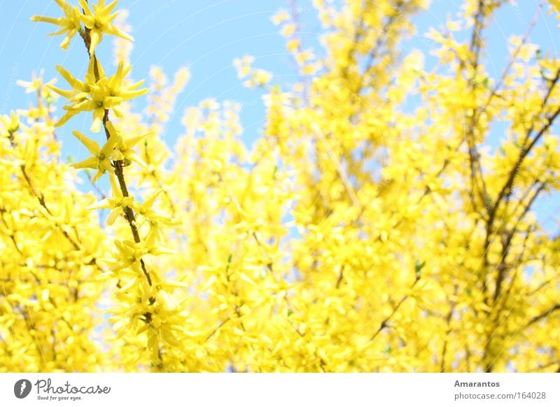 Golden Spring Colour photo Exterior shot Detail Day Light Sunlight Blur Shallow depth of field Life Harmonious Well-being Contentment Senses Relaxation Calm