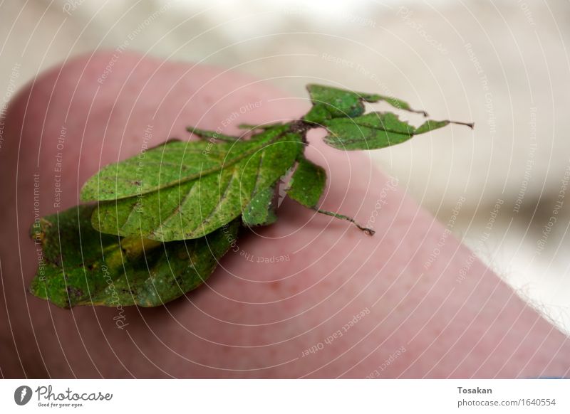 Strange animal - Leaf insect Nature Animal Insect 1 Exotic Natural Green Peaceful Serene Asia Holiday Asia Colour photo
