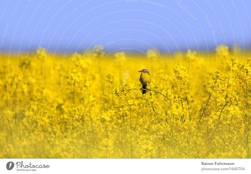 a wagtail in a flowering rape field Nature Plant Animal Field Wild animal "Singvogel Yellow Wagtail" 1 Sit Love of animals Romance "Rapeseed Canola field