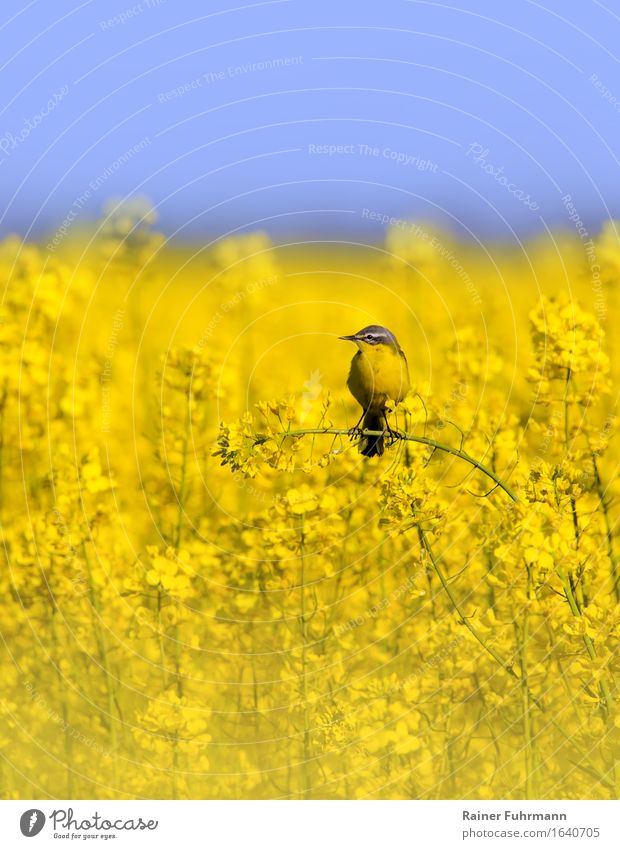 Harmony in yellow - rape field with wagtail Animal Bird Blue-headed wagtail 1 Sit Contentment Love of animals Nature "Harmony Canola Canola field alternative