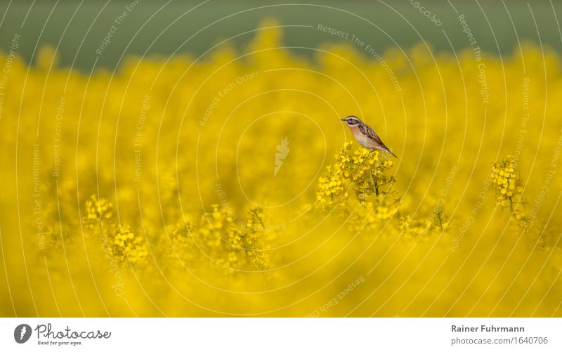 a whinchat in a flowering rape field Environment Nature Landscape Plant Animal Field "Whinchat Singvogel" 1 Joie de vivre (Vitality) Spring fever "Yellow